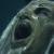 :iconMightyStarGazer: