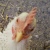 :iconmigrating-chicken: