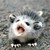 :iconmihoshimo: