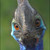 :iconmikeerobs: