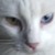 :iconmikeiragrey:
