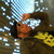 :iconmikemazon: