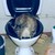 :iconmikoala: