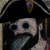 :iconmikwitz: