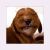 :iconmilailee: