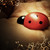 :iconmildlywindy: