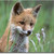 :iconmildmaythefox: