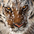 :iconmiles-69: