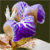 :iconmileswu: