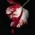 :iconmileygirl29: