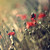 :iconmilie-photography: