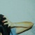 :iconmilkshakewithpumpkin: