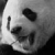 :iconmillerbear: