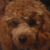 :iconmilliekinz: