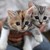 :iconmillietherabbit123: