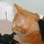 :iconmillykittenrock: