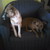 :iconmilothepup: