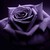 :iconminamim7: