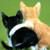 :iconmincy22: