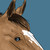 :iconmindhill-stables: