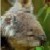 :iconmindless-flouu: