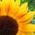 :iconminervana: