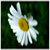 :iconmini-elise: