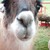 :iconminiabby: