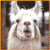 :iconminihawk: