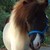 :iconminihorsemom: