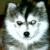 :iconminihuskies: