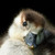 :iconminimunch99: