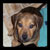 :iconminimuttsmom: