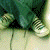 :iconminisucette: