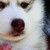 :iconminitissue: