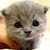 :iconminiwenxin: