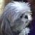 :iconminou-minette: