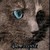 :iconmintfrosty: