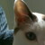 :iconmintsharpie: