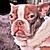 :iconminxibaby: