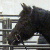 :iconmiponi-stock: