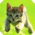:iconmirdain4: