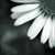 :iconmiri111:
