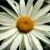 :iconmirnaa: