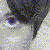 :iconmirylove: