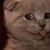 :iconmisa2901: