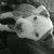 :iconmisantropikart: