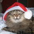 :iconmischa0712: