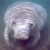 :iconmischeivousmanatee: