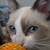 :iconmischieviouskitten42: